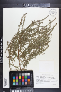 Lythrum alatum var. lanceolatum image