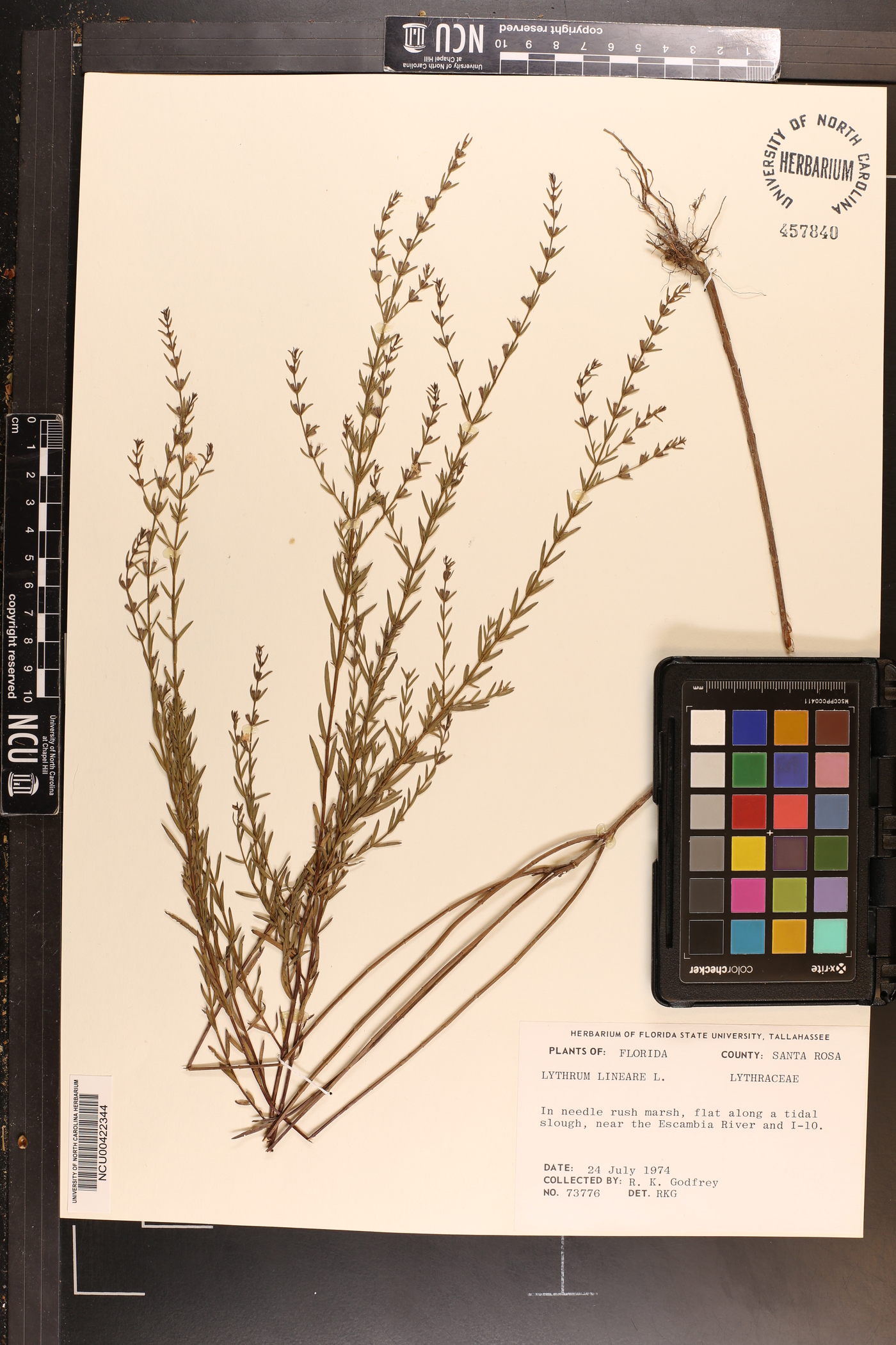 Lythrum lineare image