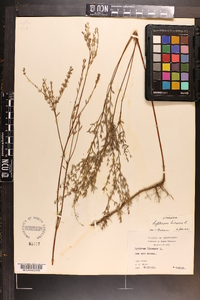 Lythrum lineare image