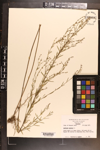 Lythrum lineare image