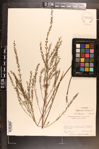 Lythrum lineare image