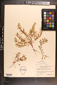 Rotala ramosior image