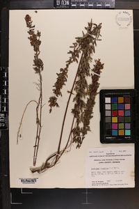 Lespedeza virginica image