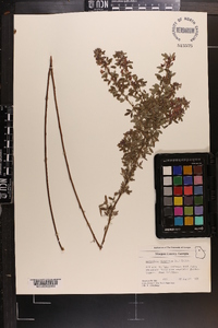 Lespedeza virginica image