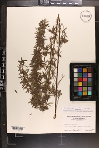 Lespedeza virginica image