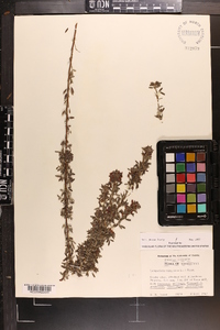 Lespedeza virginica image