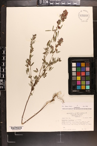 Lespedeza virginica image