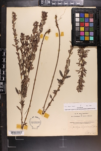 Lespedeza virginica image