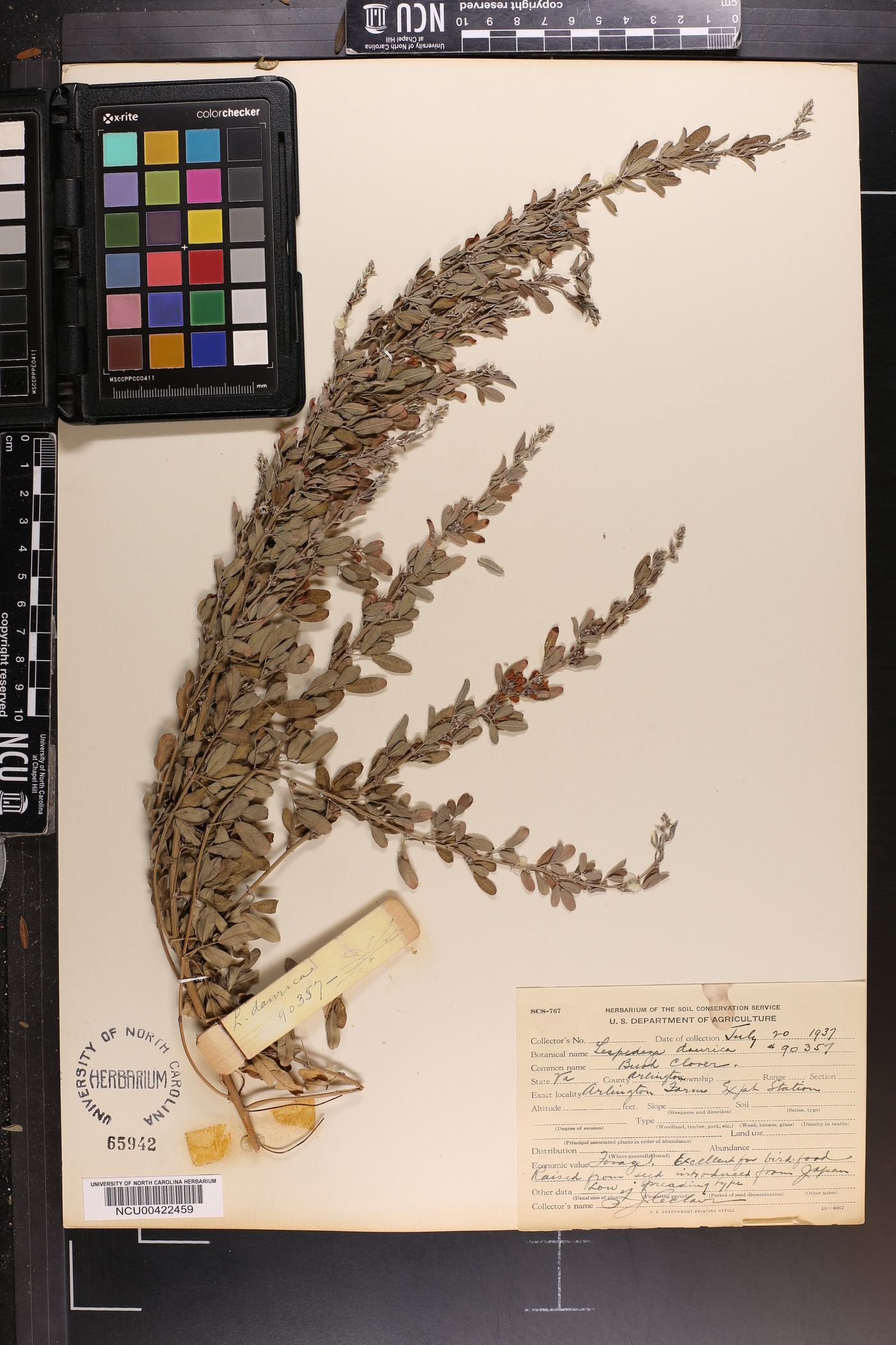 Lespedeza daurica image