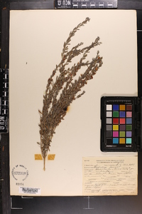 Lespedeza juncea image