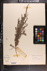 Lespedeza juncea image