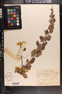 Lespedeza maximowiczii image