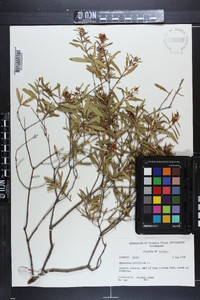 Hypericum prolificum image