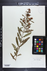 Hypericum prolificum image