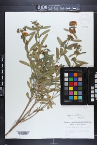 Hypericum prolificum image