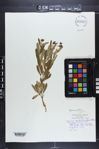 Hypericum prolificum image