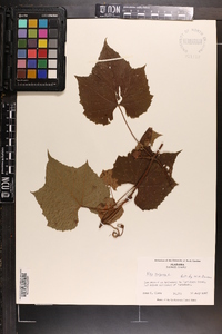 Vitis vulpina image