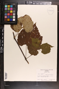 Vitis vulpina image