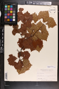 Vitis rotundifolia image