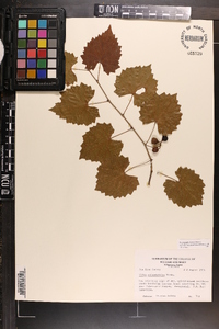 Vitis rotundifolia image