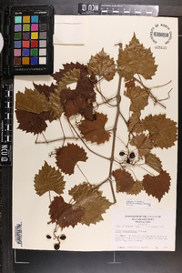 Vitis rotundifolia image