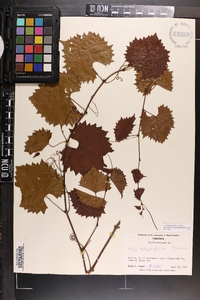 Vitis rotundifolia image