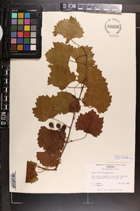 Vitis rotundifolia image