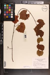 Vitis rotundifolia image