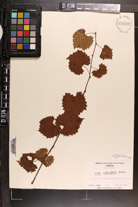 Vitis rotundifolia image