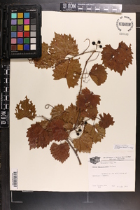 Vitis rotundifolia image