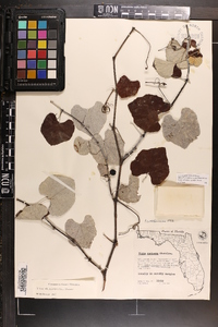 Vitis shuttleworthii image