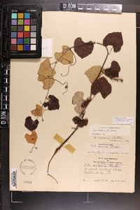 Vitis shuttleworthii image