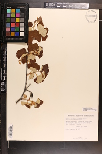 Vitis shuttleworthii image