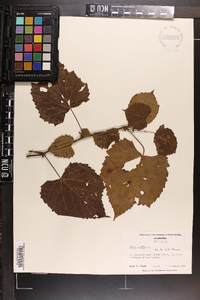 Vitis vulpina image