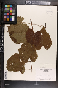 Vitis vulpina image