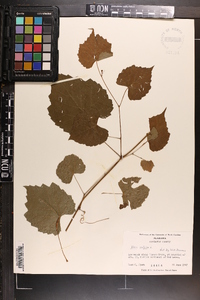 Vitis vulpina image