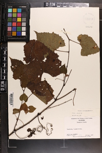 Vitis vulpina image