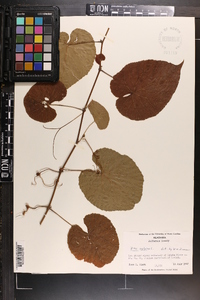 Vitis vulpina image