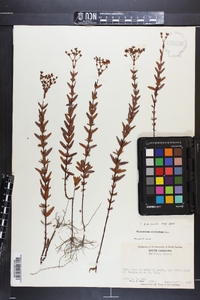 Hypericum cistifolium image
