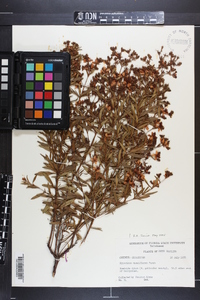 Hypericum cistifolium image