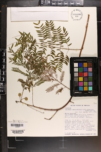 Leucaena leucocephala subsp. glabrata image