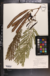 Leucaena leucocephala image