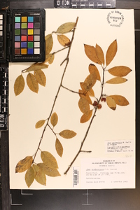 Ilex amelanchier image