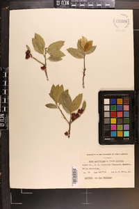 Ilex ambigua image