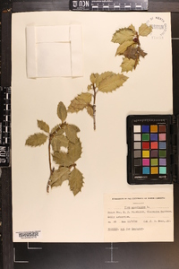 Ilex ambigua image