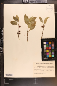 Ilex ambigua image