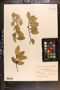 Ilex ambigua image