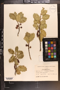 Ilex ambigua image