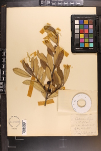 Ilex ambigua image