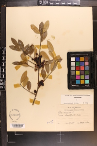 Ilex ambigua image